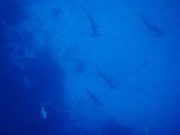 Image of Scalloped Hammerhead