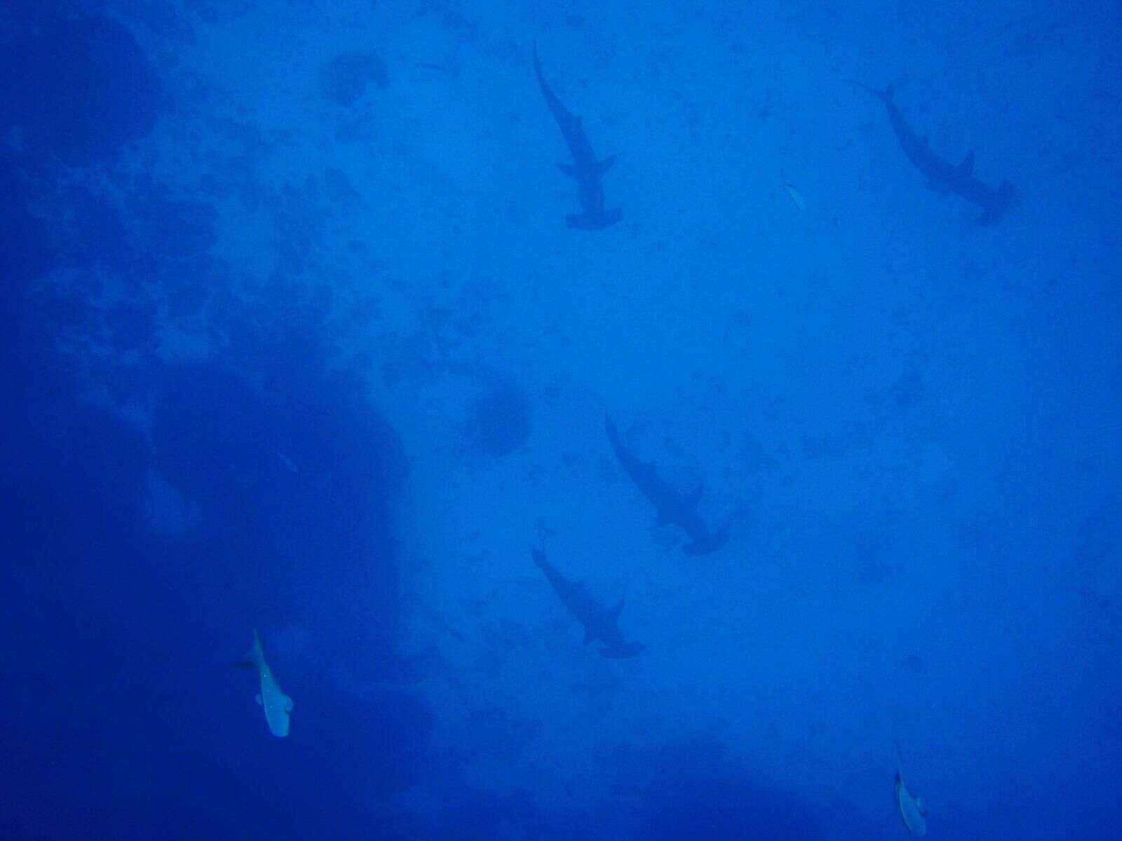 Image of Scalloped Hammerhead