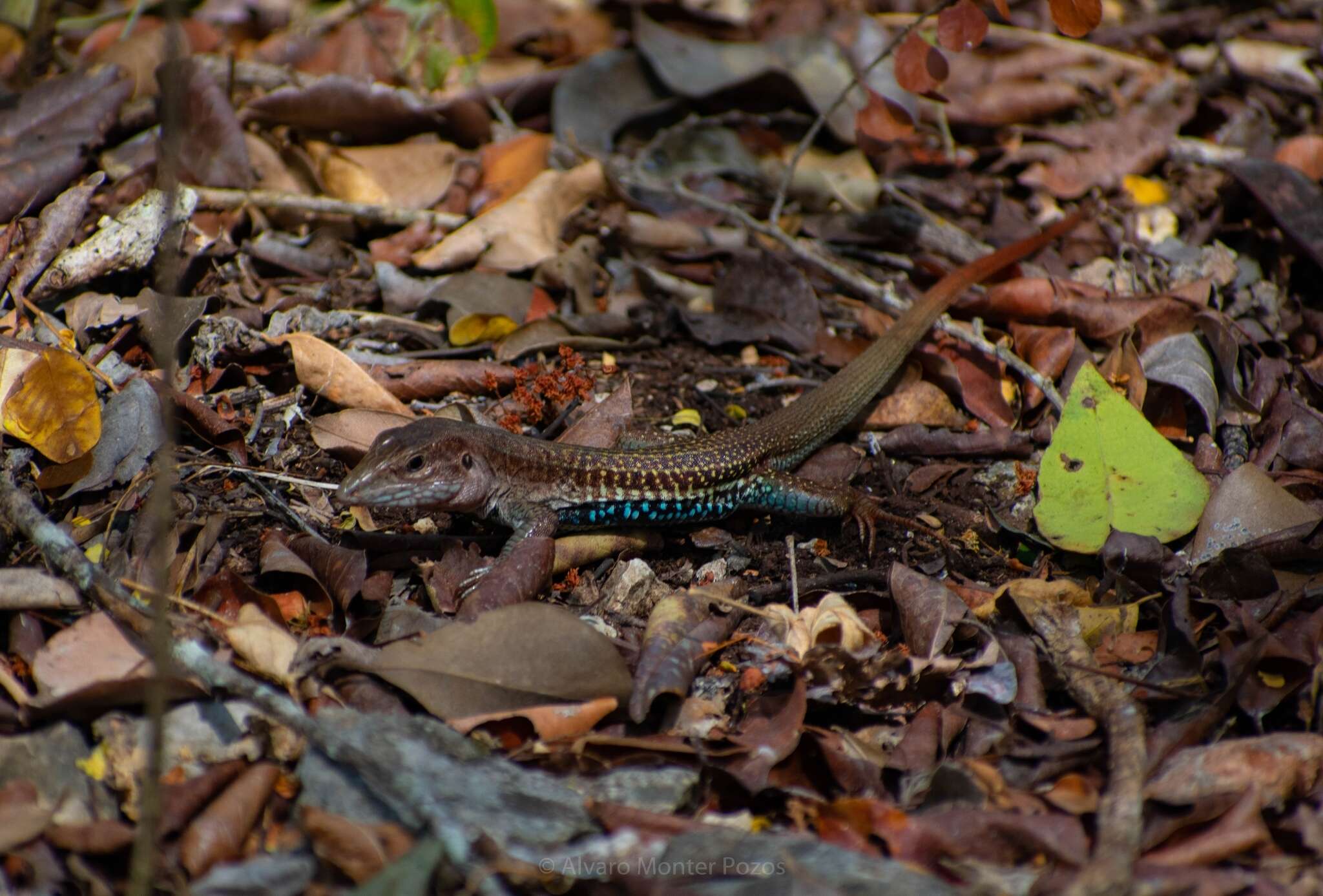 Image of YucatanWhiptail