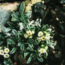 Image of bristlecone cryptantha