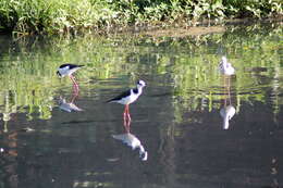 Image of <i>Himantopus mexicanus melanurus</i>