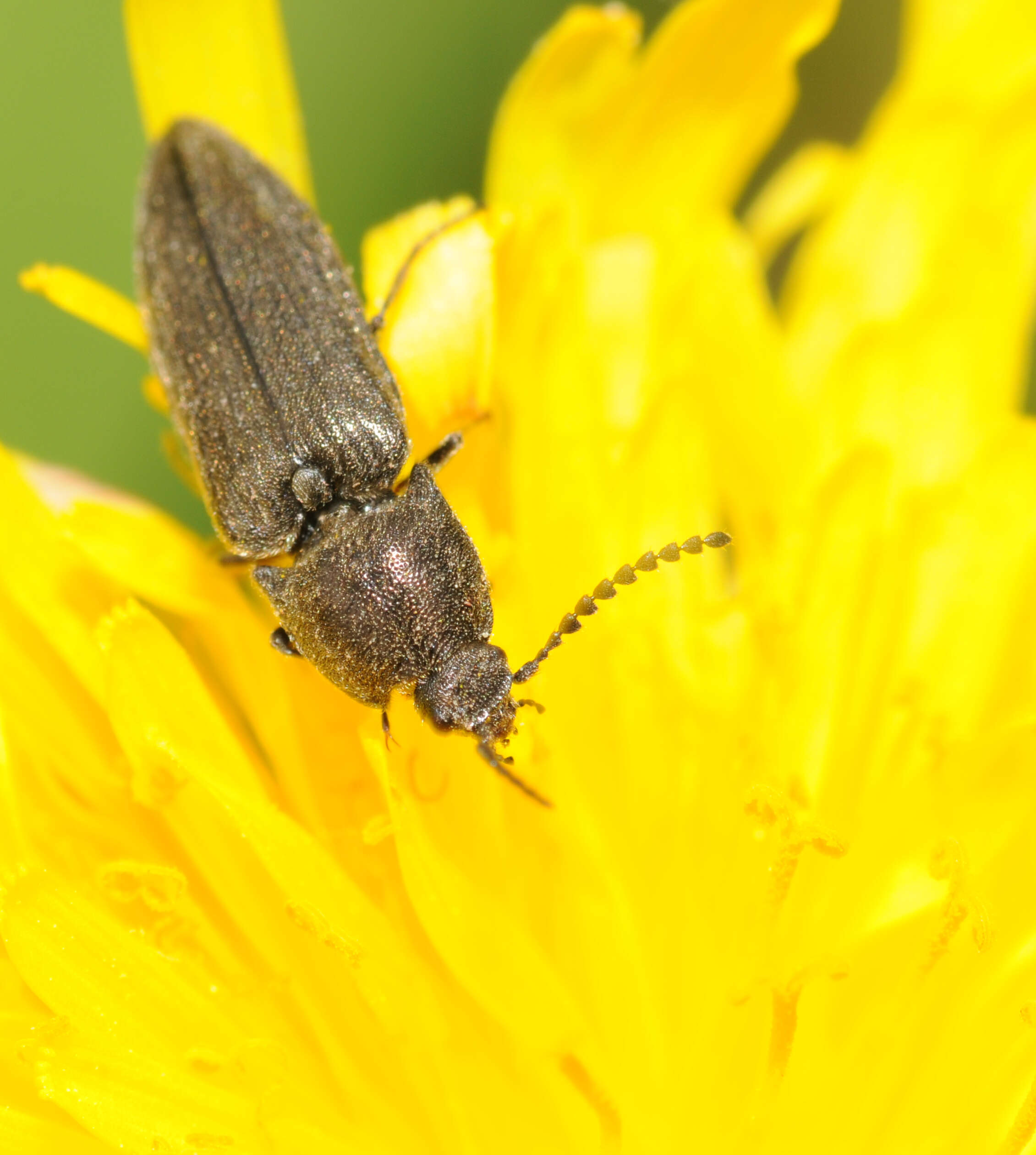 Image of Lined Click Beetle