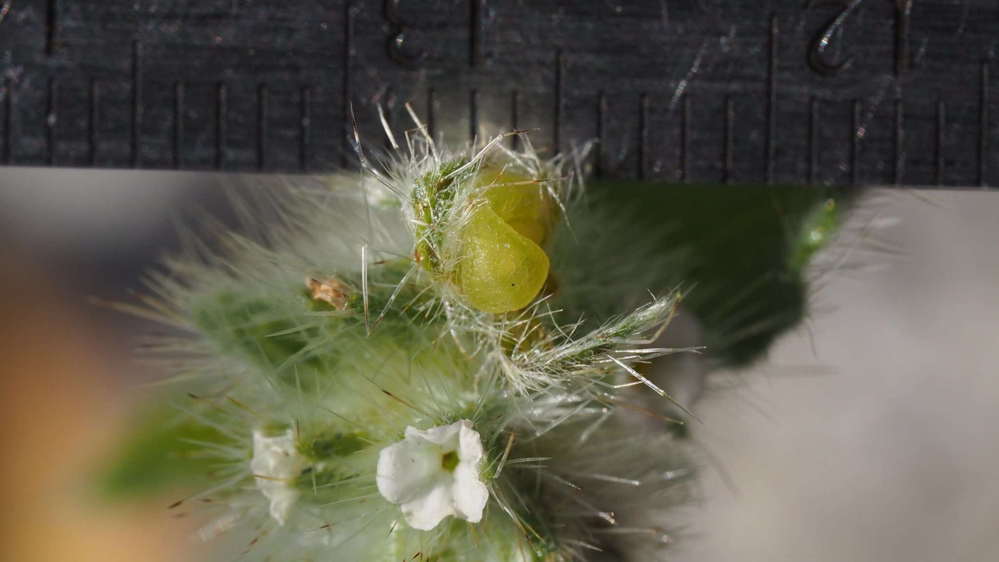 Image of Simpsonanthus jonesii (A. Gray) Guilliams, Hasenstab & B. G. Baldwin