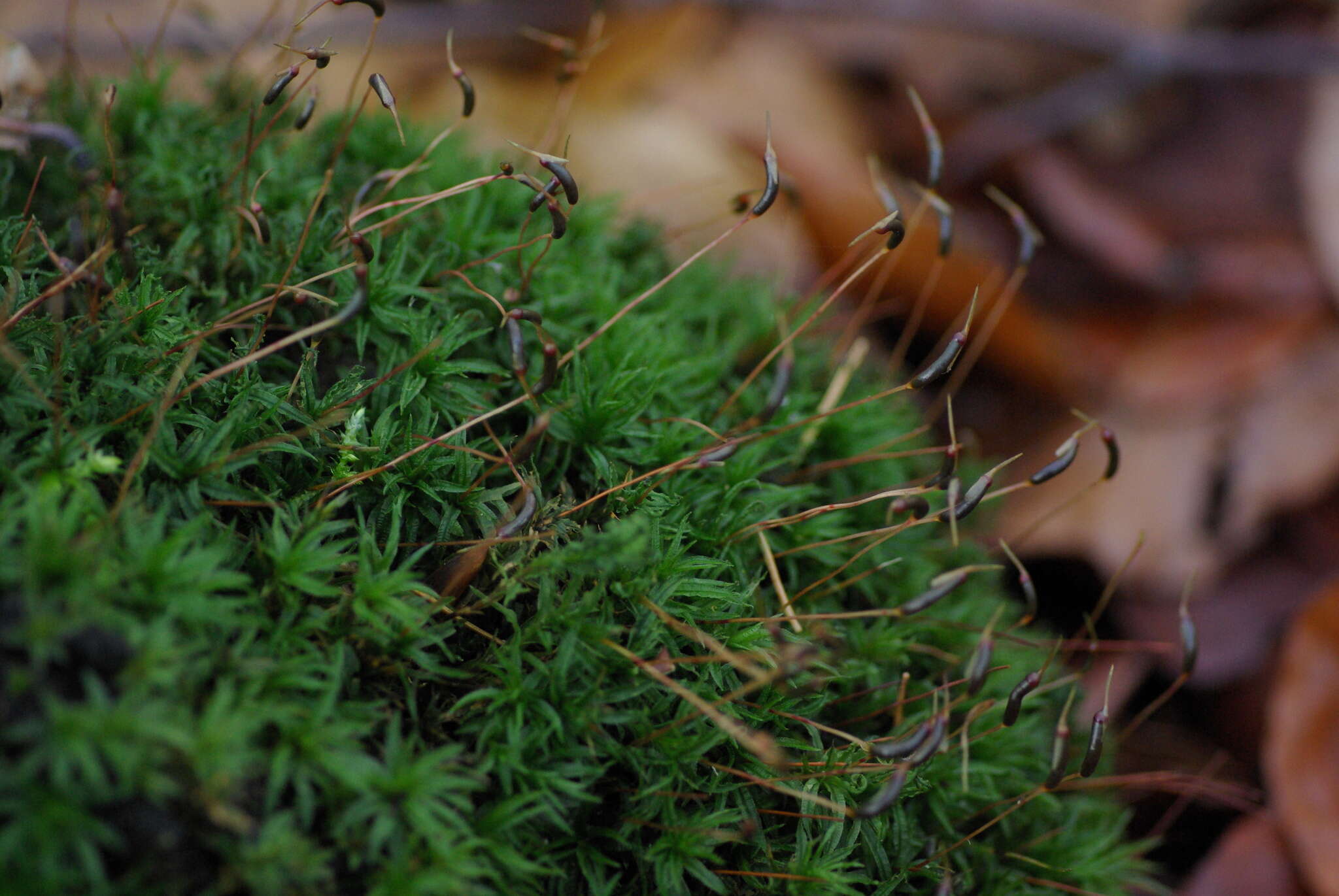 Image of undulate atrichum moss