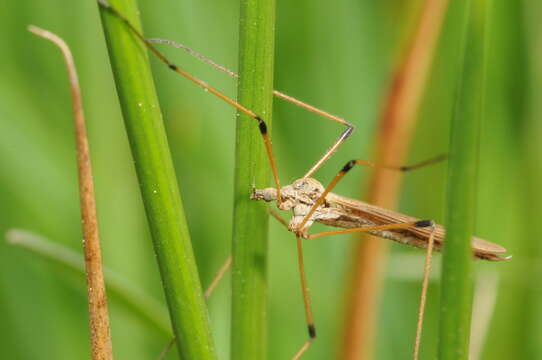 Image of Marsh crane fly