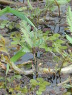 Image of Water Mimosa