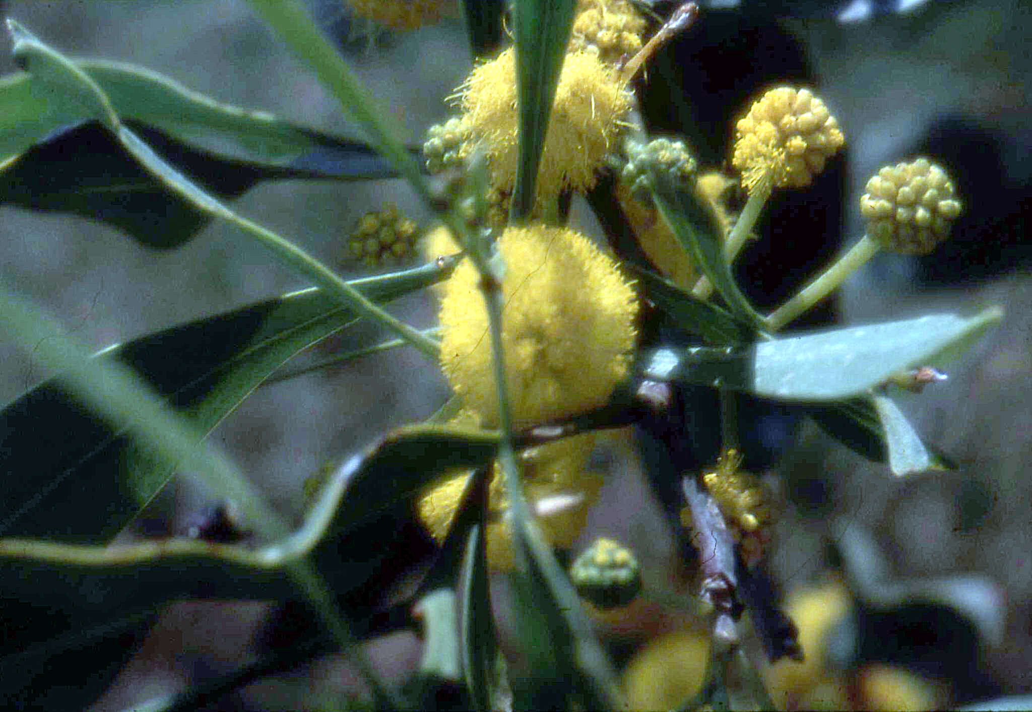 Image of orange wattle