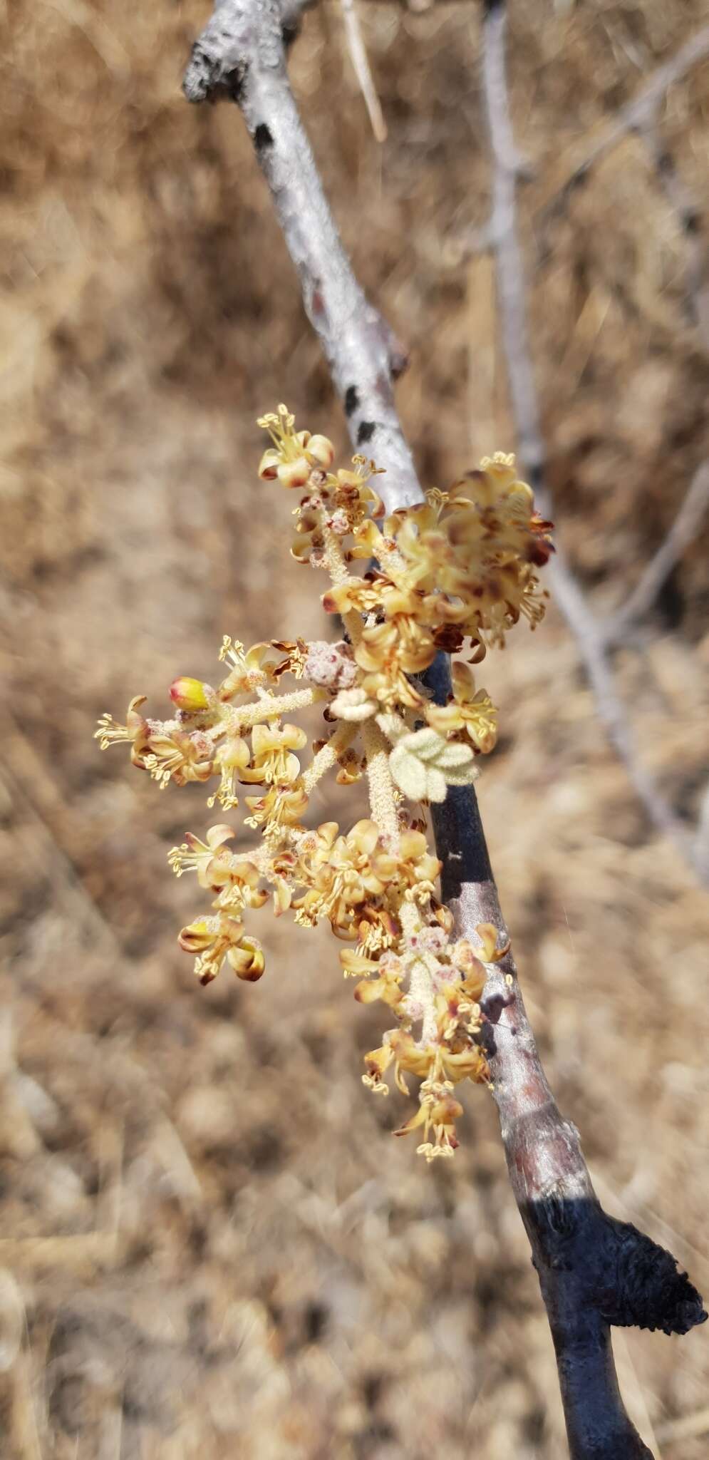 Image of Pepper-leaved commiphora