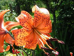 Image of Tiger lily