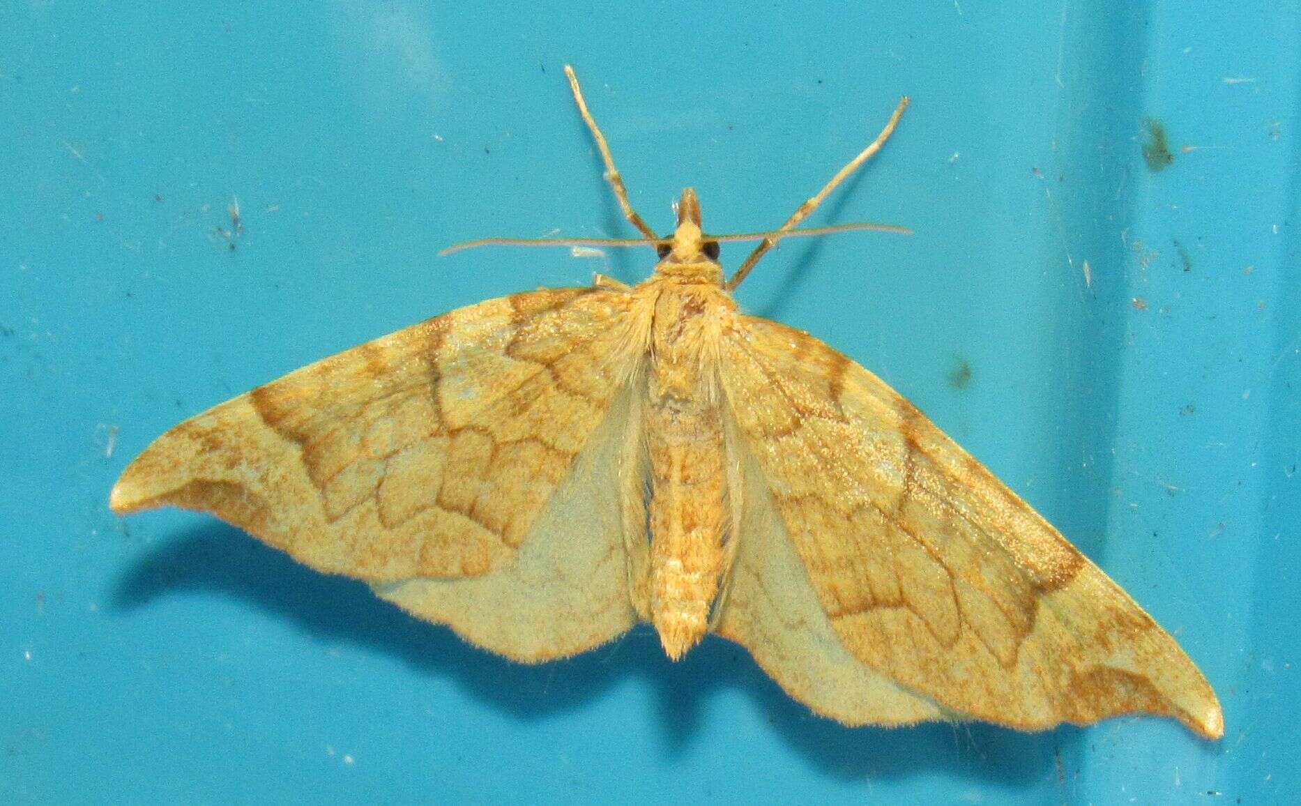 Image of Barred Yellow