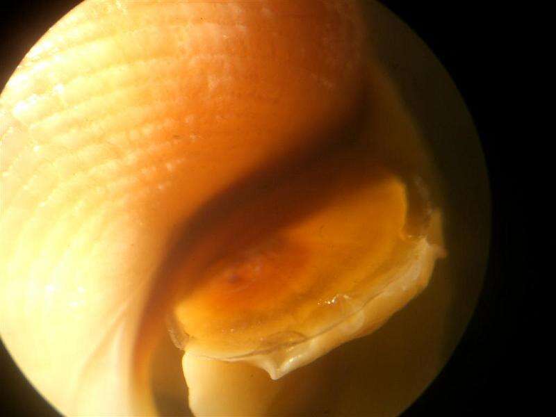 Image of Periwinkle snails