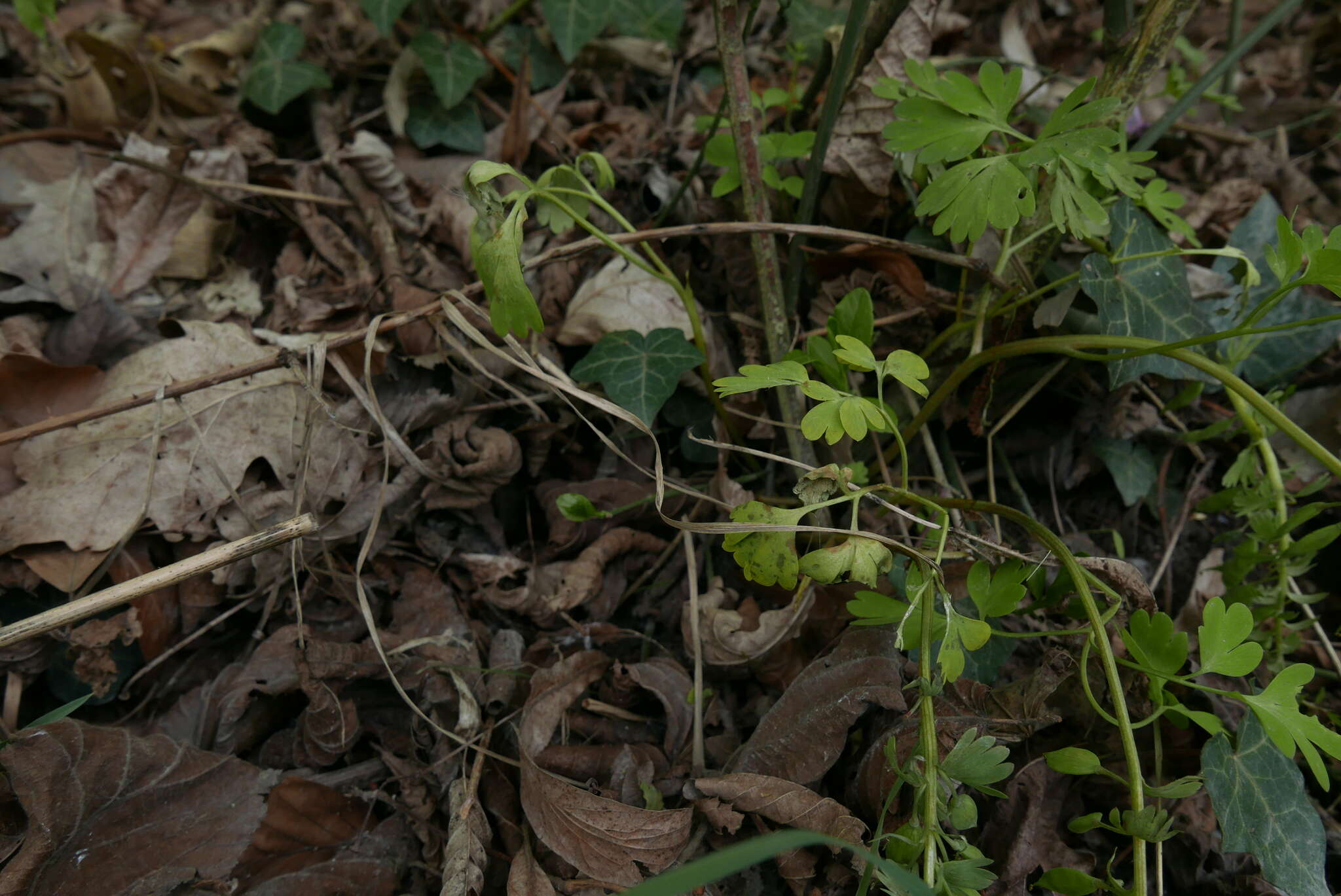 Image of Peronospora corydalis