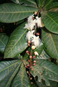 Слика од Barringtonia racemosa (L.) Spreng.