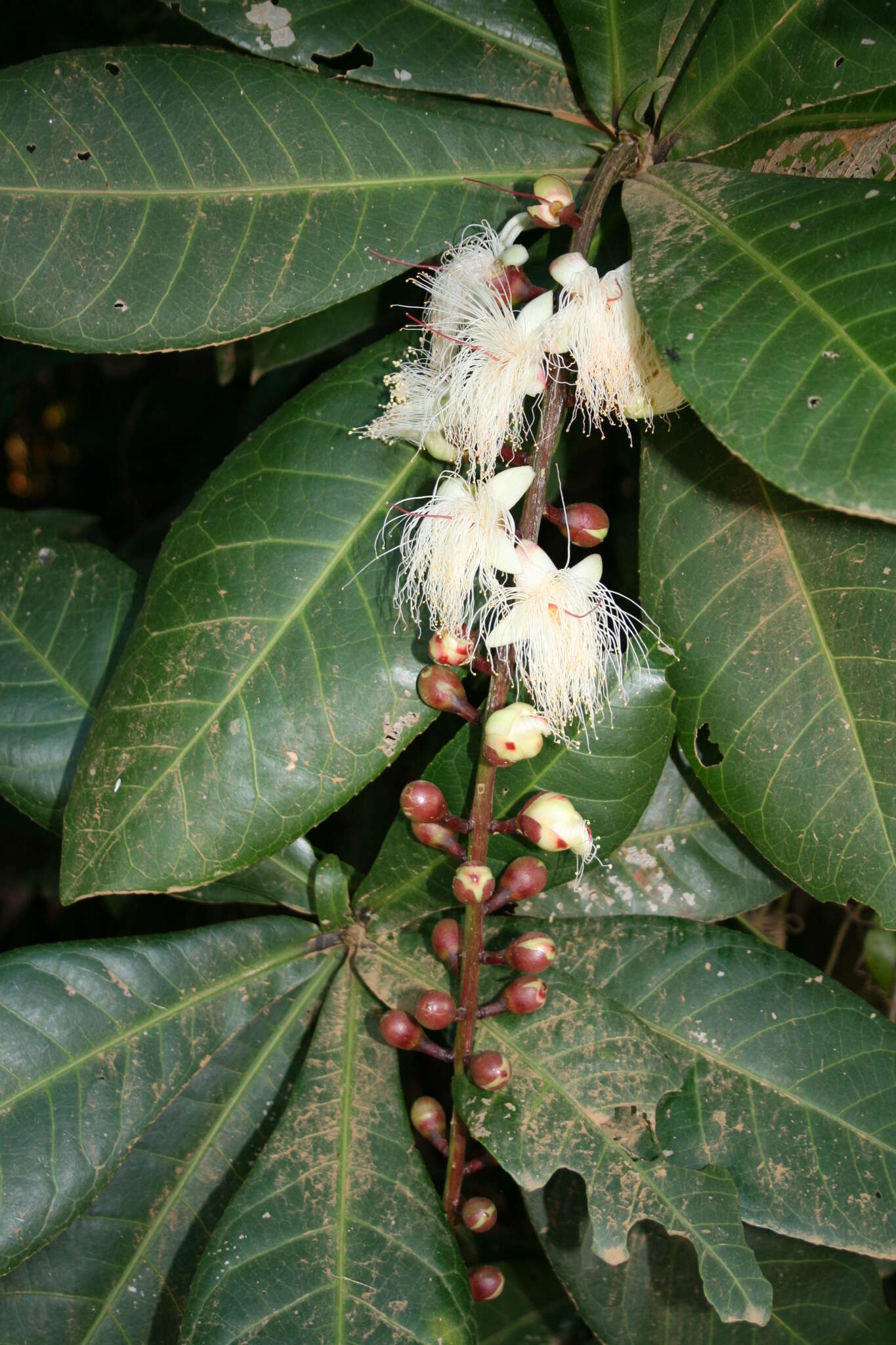 Слика од Barringtonia racemosa (L.) Spreng.