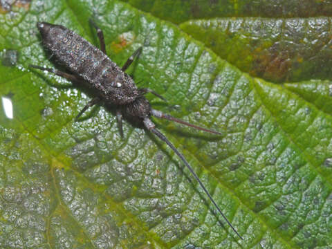 Image of Springtail