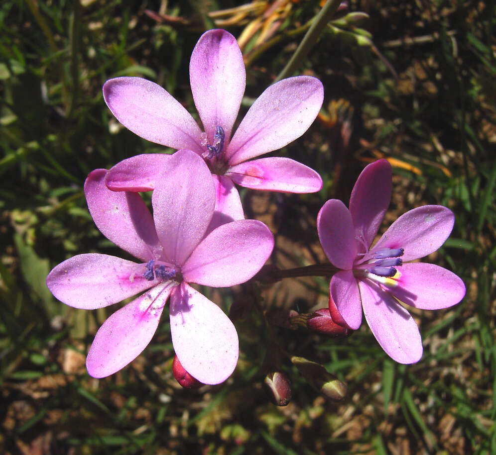 Image of Freesia verrucosa (B. Vogel) Goldblatt & J. C. Manning