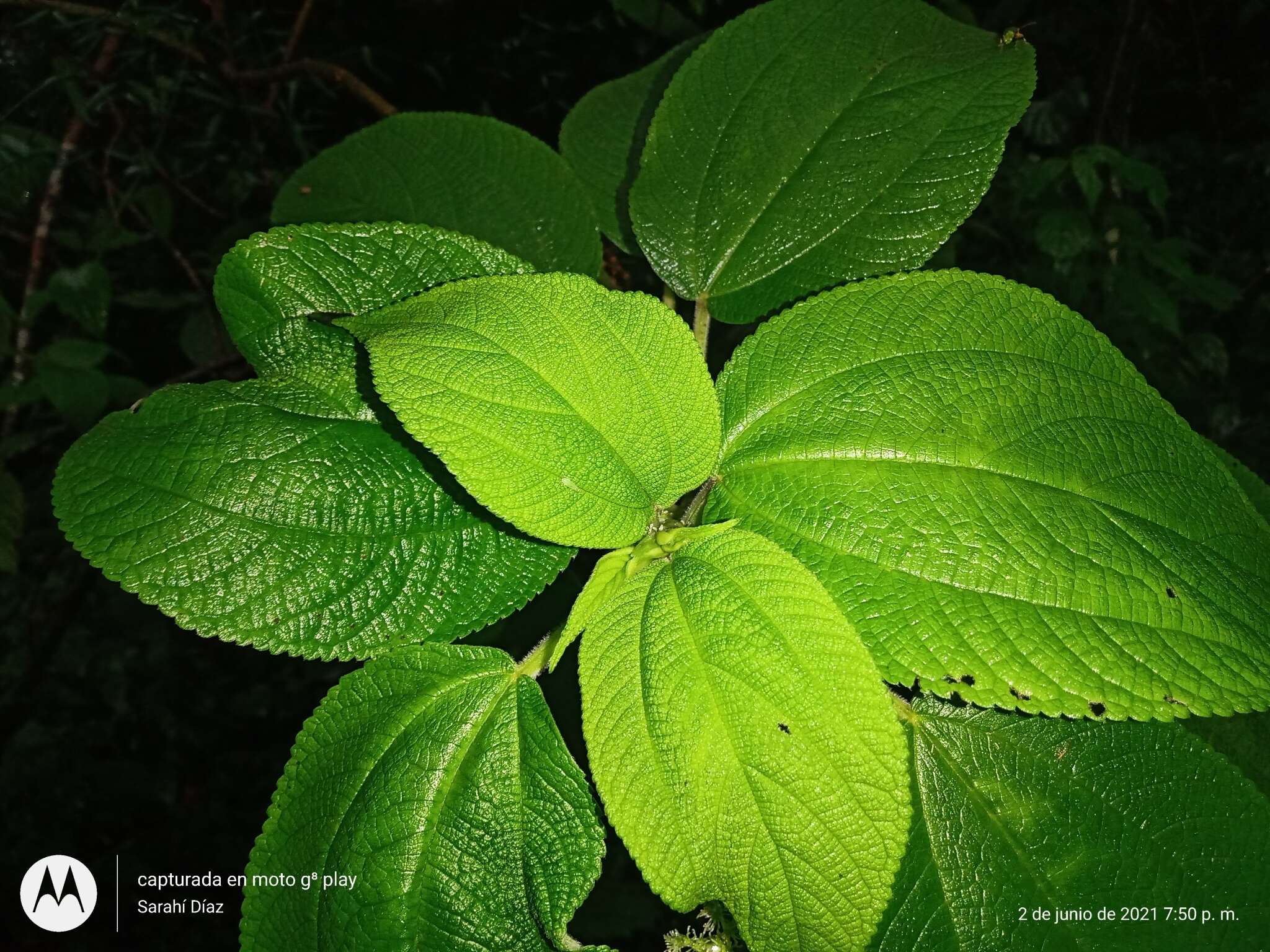 Image of Boehmeria caudata Sw.