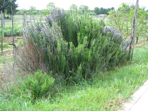 Image of Rosemary