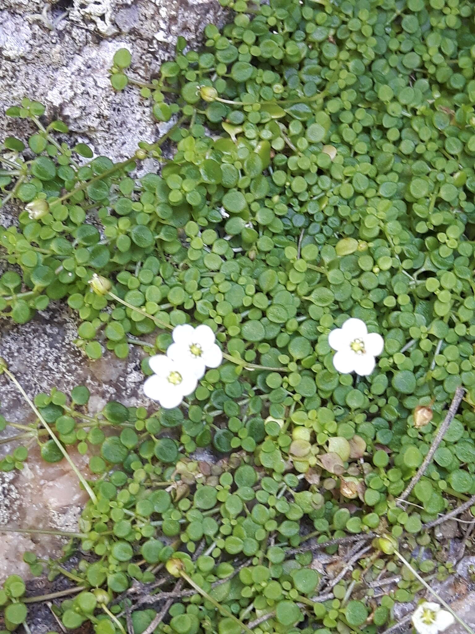 Imagem de Arenaria balearica L.