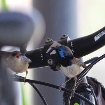 Image of Purple-backed Fairywren