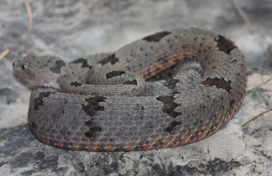 Crotalus lepidus (Kennicott 1861) resmi