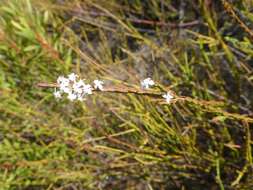 Image of Struthiola dodecandra (L.) Druce