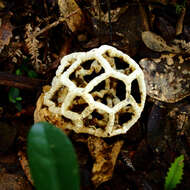 Image of Basket fungus