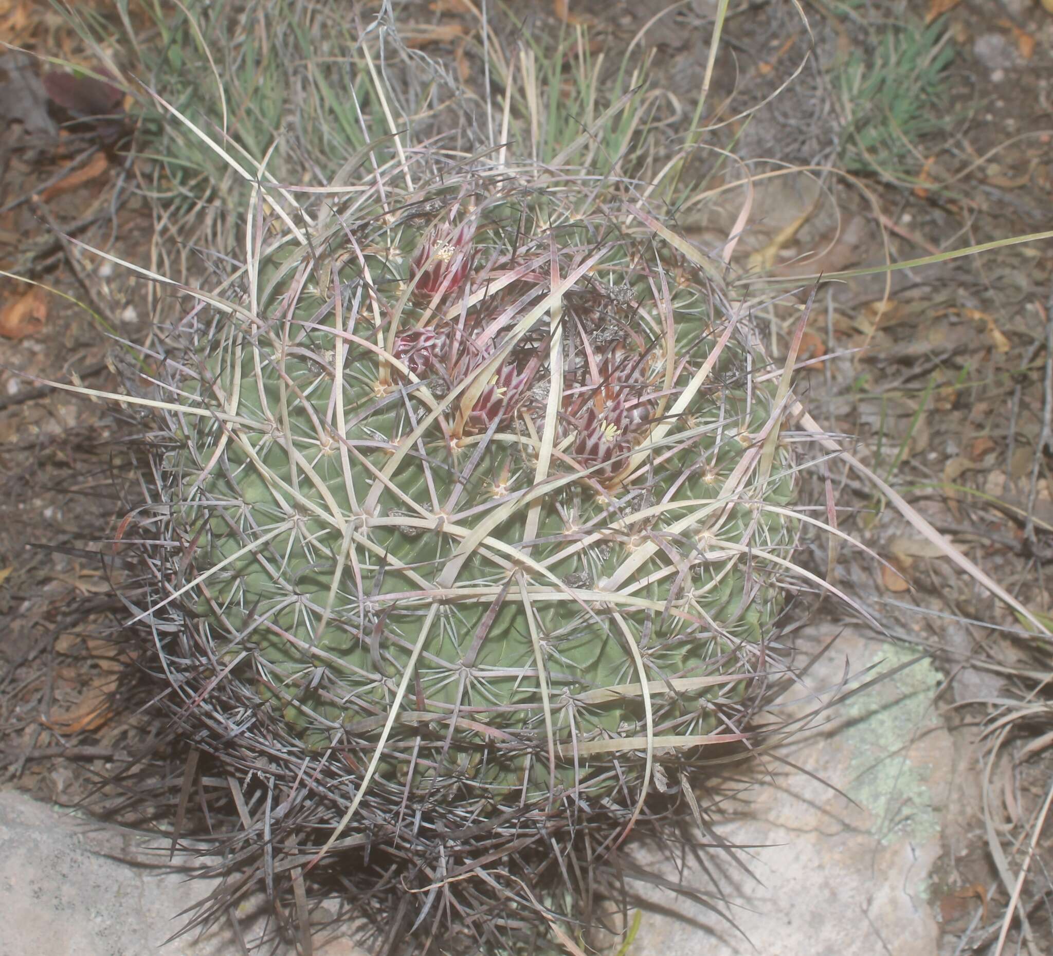 Sivun Echinofossulocactus tetraxiphus kuva