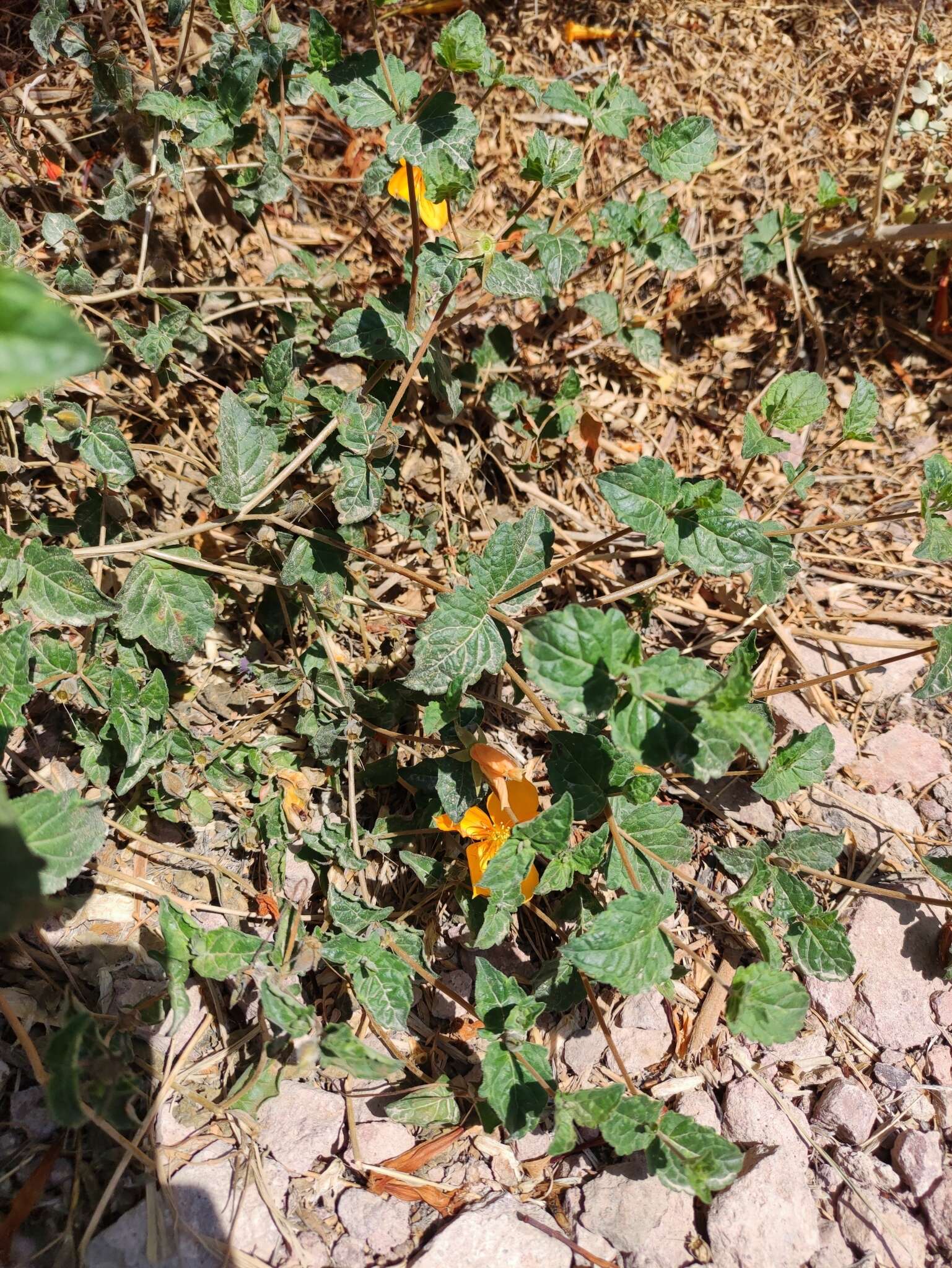 Imagem de Mentzelia scabra subsp. chilensis (Gay) Weigend