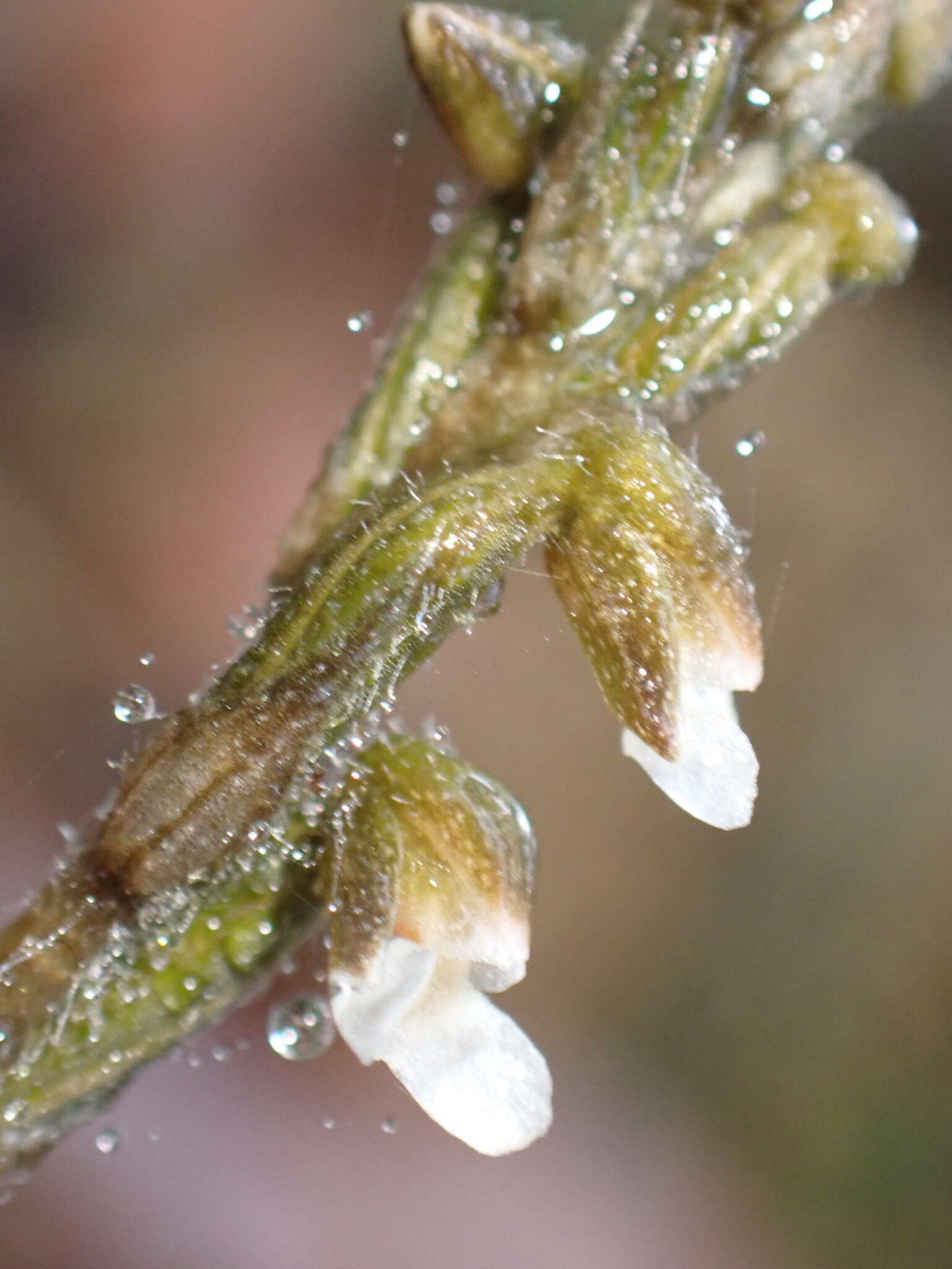 Image of Zeuxine parvifolia (Ridl.) Seidenf.