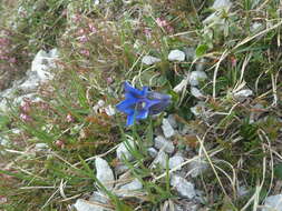 صورة Gentiana clusii subsp. clusii