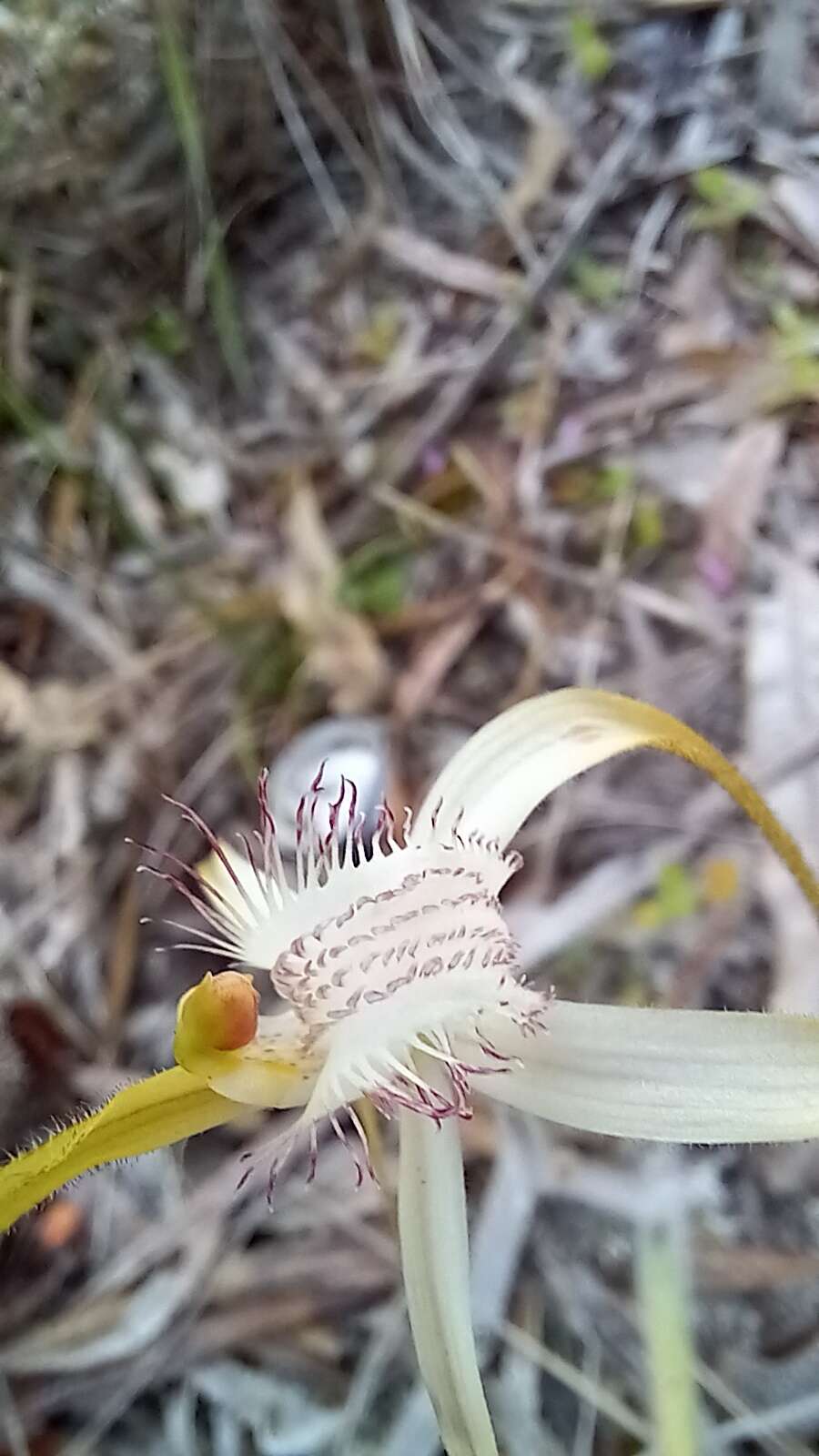 Image of Coastal white spider orchid
