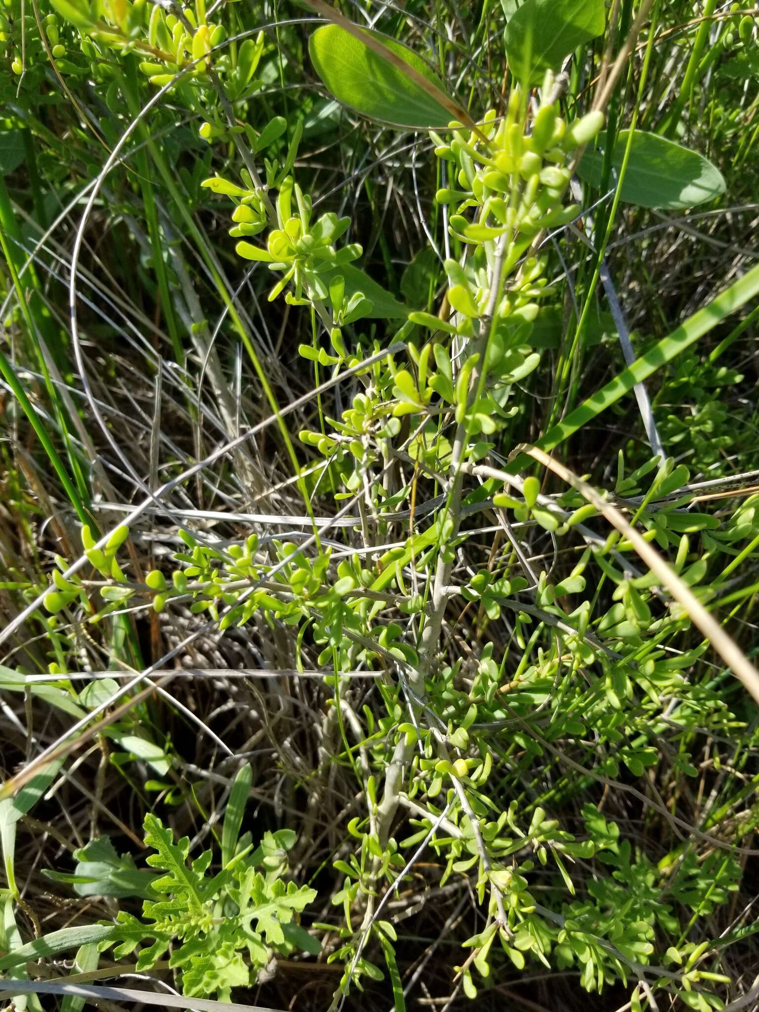 Image of Carolina desert-thorn