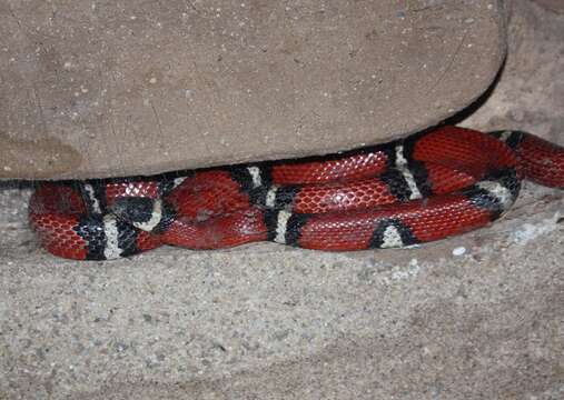 Image of Lampropeltis triangulum nelsoni