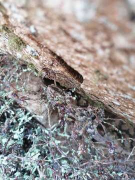 Image of East Canary Gecko