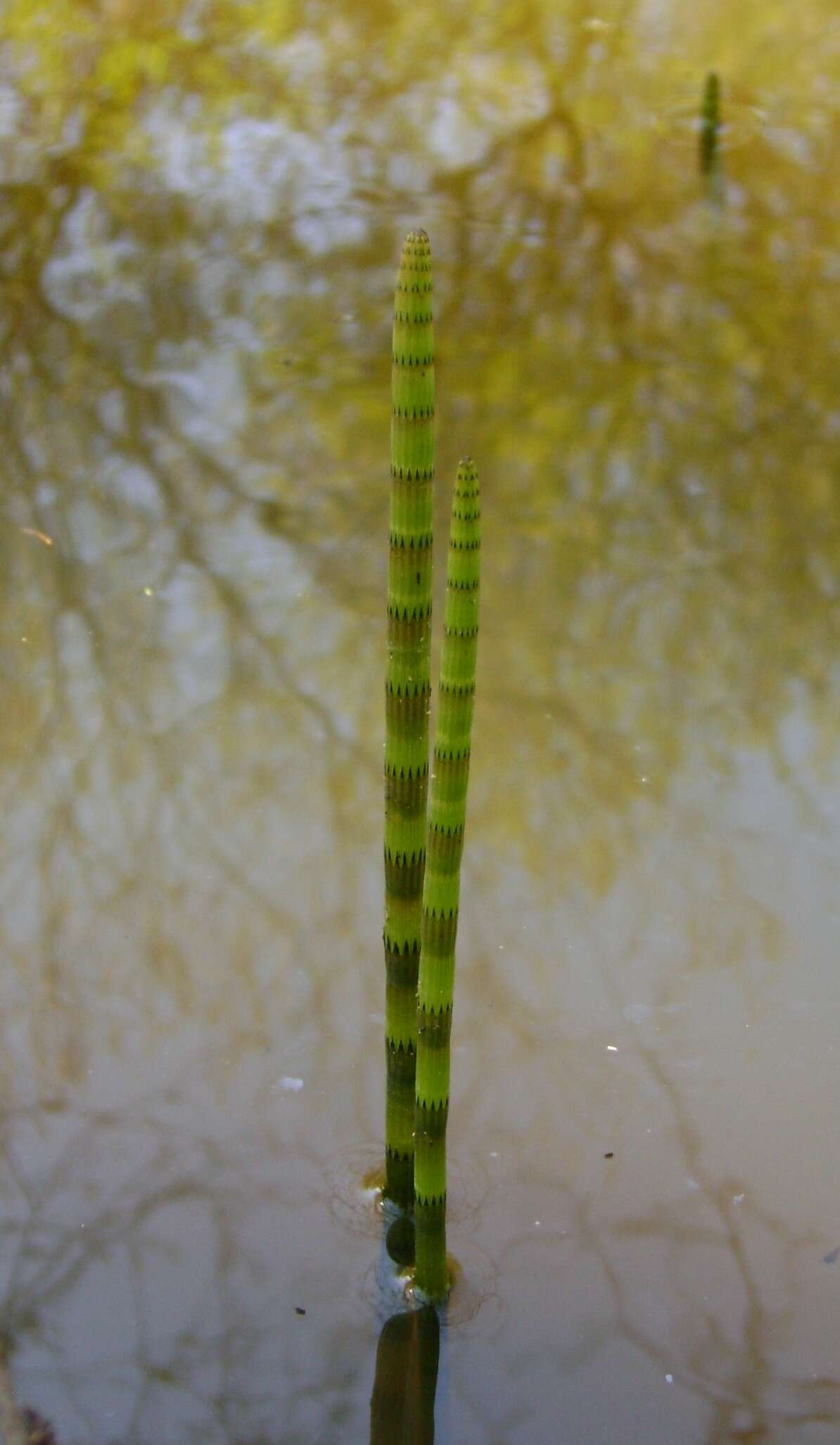 Image of Water Horsetail