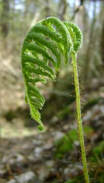 Image of Beech Fern