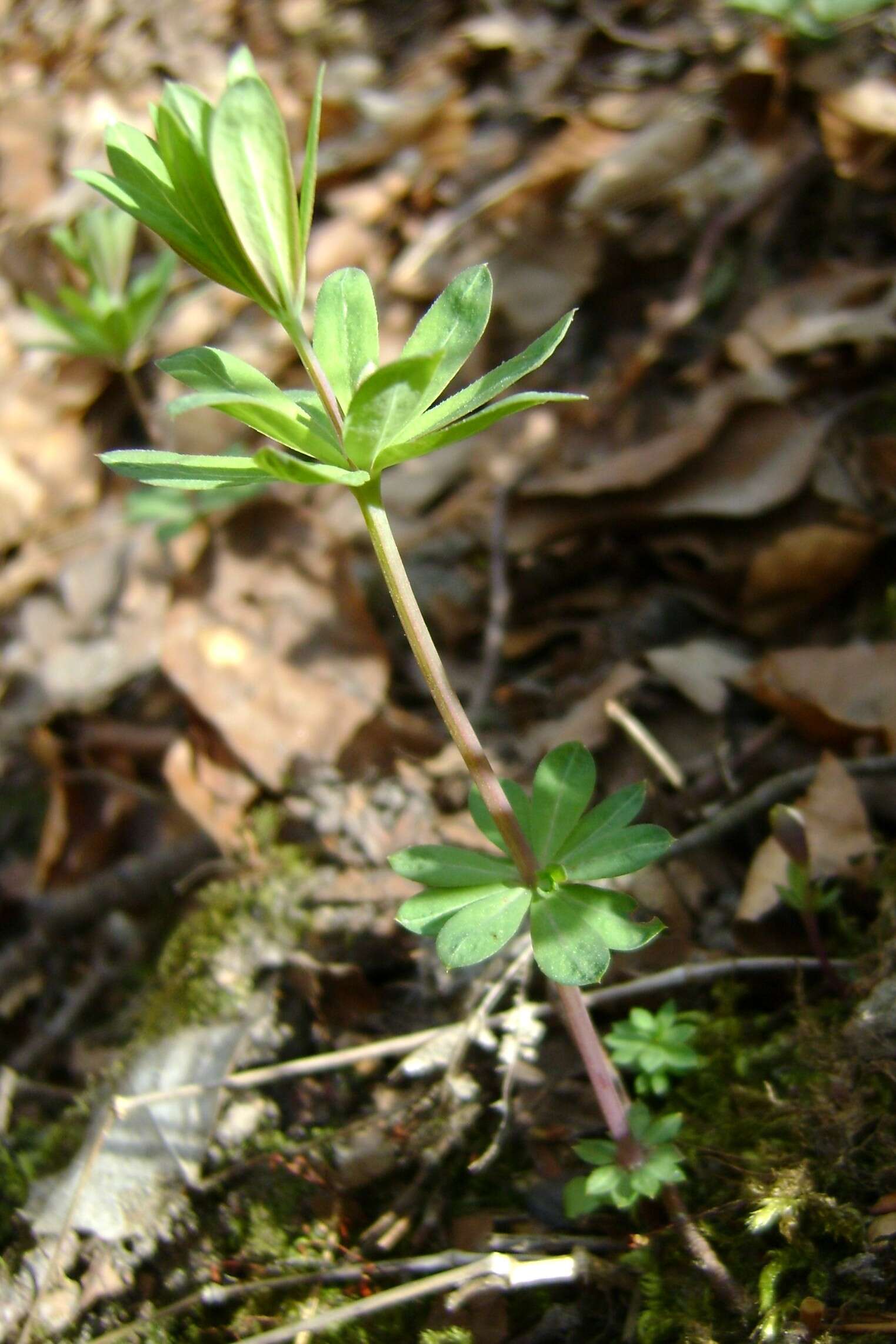 Sivun Galium sylvaticum L. kuva