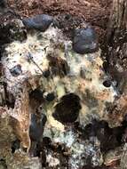 Image of Brefeldia