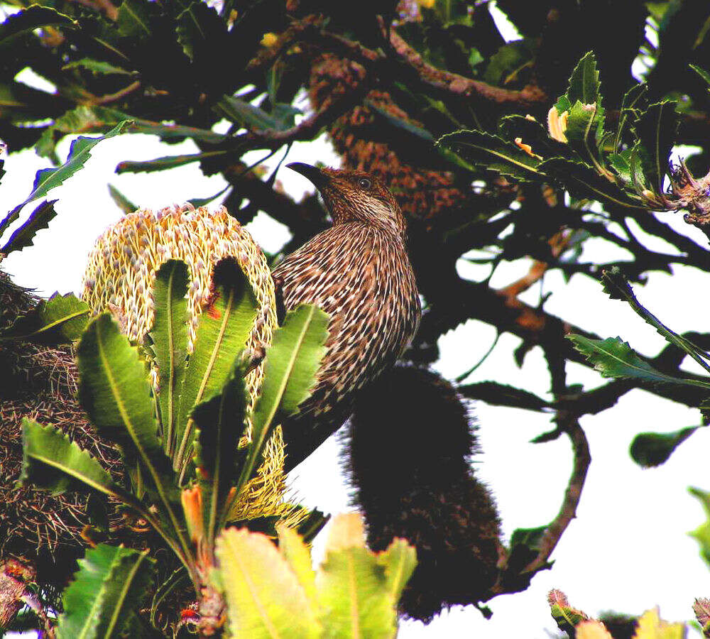 Image of Little Wattlebird