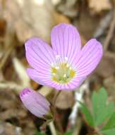 Imagem de Oxalis acetosella L.