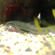 Image of botiid loaches