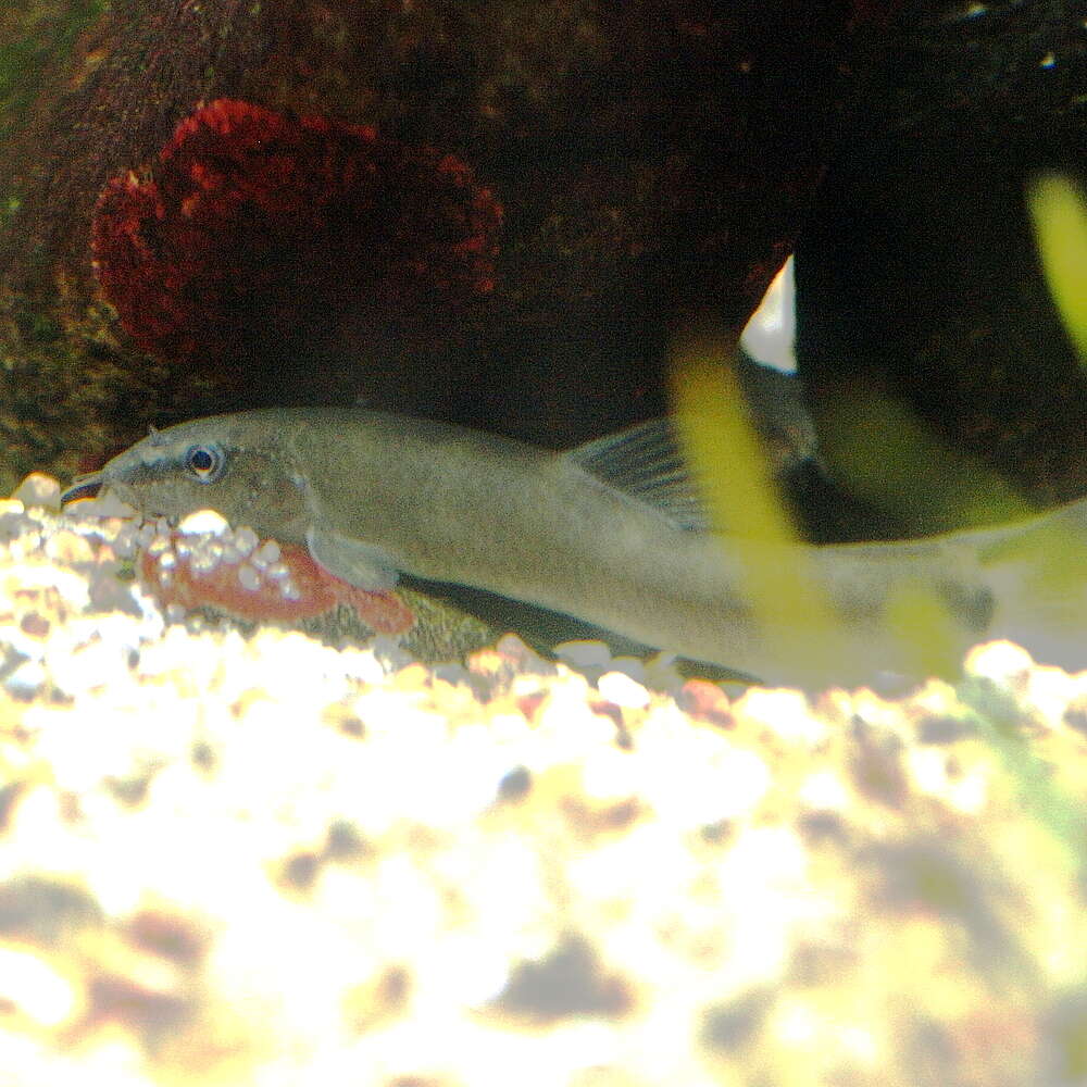 Image of botiid loaches