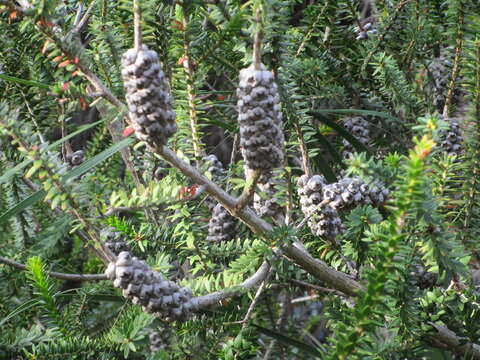 Image of dotted melaleuca