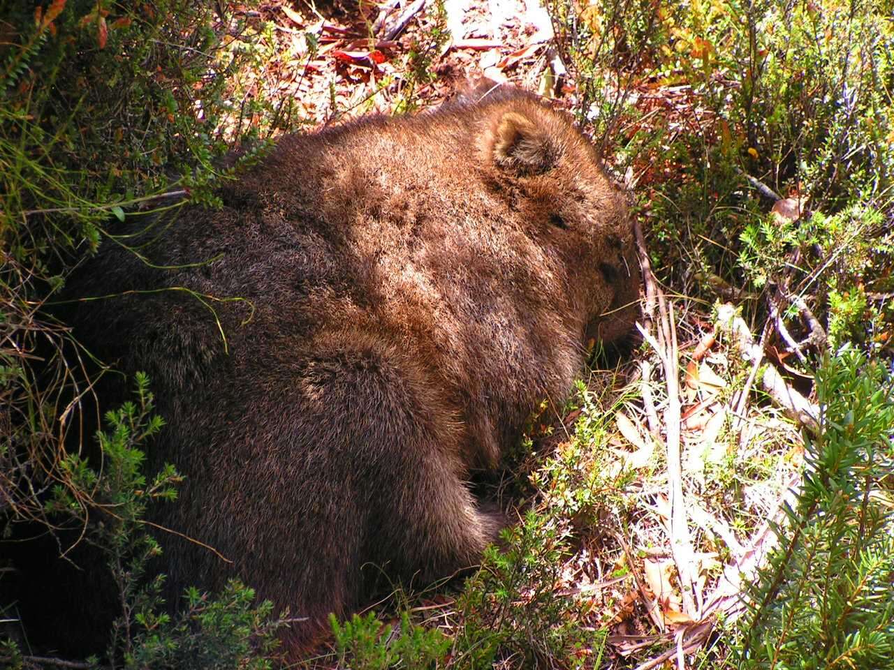 Image of Bare-nosed Wombats