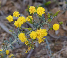 Imagem de Acacia acanthoclada subsp. acanthoclada