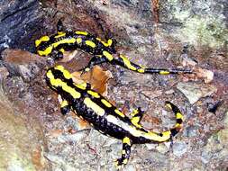 Image of Common Fire Salamander