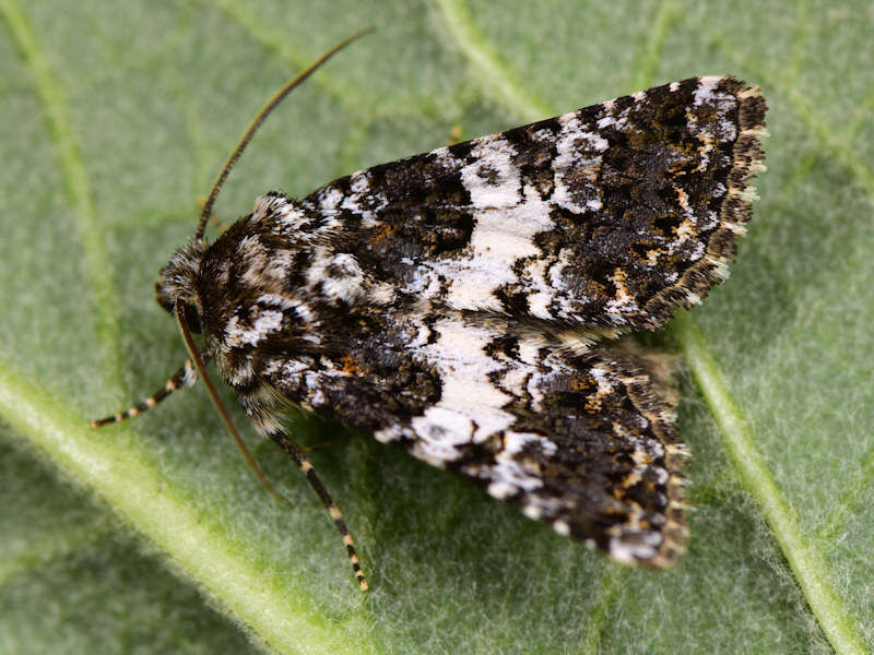 Image of varied coronet