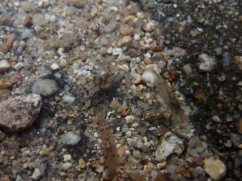 Image de <i>Caridina serrata</i>