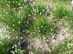 Image of Blue-green moor grass